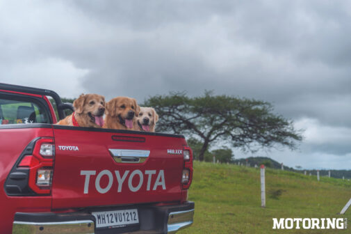 labradors on the flatbed